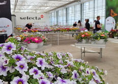 Selecta one presenteerde het assortiment op twe elocaties: in het Westland, en bij Gärtnerei Filla in Straelen, Duitsland